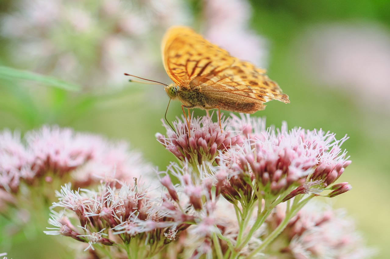 Plantes Pour Mieux Dormir Dormir Mieux